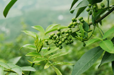 重庆木姜油