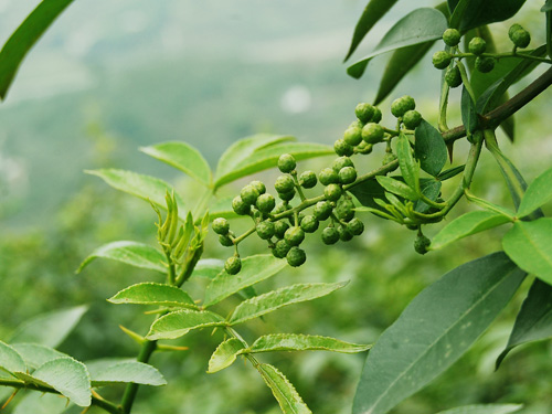 密果花椒基地图片